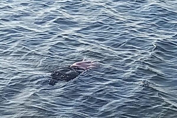 கடலில் மிதந்து வந்த பெண்ணின் சடலம் ! 23 63e5e71d692c2.jpg