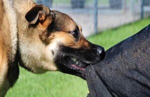 கடந்த வருடத்தில் 3 இலட்சம் நாய் கடி சம்பவங்கள் பதிவு ! WhatsApp Image 2024 01 12 at 4.16.45 PM 2024 01 a22363a6de4cab53692b227ef28cafcf.jpeg