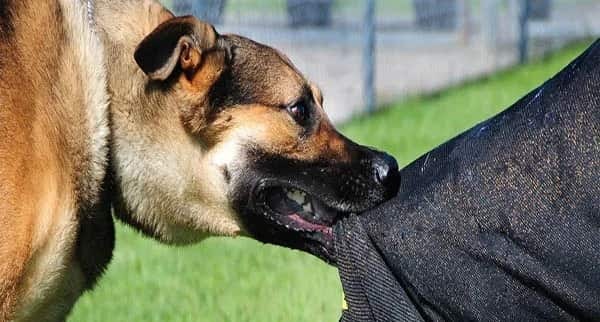 கடந்த வருடத்தில் 3 இலட்சம் நாய் கடி சம்பவங்கள் பதிவு ! WhatsApp Image 2024 01 12 at 4.16.45 PM 2024 01 a22363a6de4cab53692b227ef28cafcf.jpeg