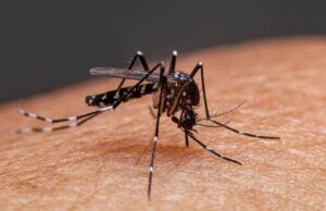 நாடளாவிய ரீதியில் சிக்கன்குனியா பரவும் அபாயம் ! New Project 5.jpg