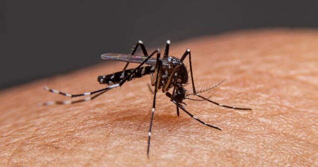 நாடளாவிய ரீதியில் சிக்கன்குனியா பரவும் அபாயம் ! New Project 5.jpg